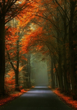 autumn-dreamin:beautifulklicks:    Autumn LatviaOlegs BucisDendrological