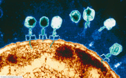 science-junkie:  Newly Discovered Marine Viruses Offer Glimpse