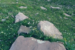 sleep-garden:Stepping stones among a sea of flowers | 8.9.14