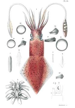 oldbookillustrations:  Loligo vulgaris.  From Mollusques vivants