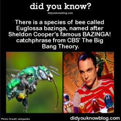 did-you-kno:  There is a species of bee called Euglossa bazinga,