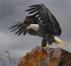 morethanphotography:  BALD EAGLE by RonaldCoulter 