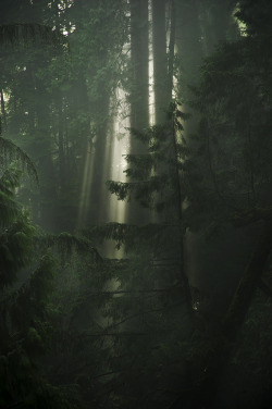 opticallyaroused:  Light coming through the trees in the rain