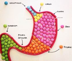 asylum-art:    	 		 						 							 					Candy Anatomy – Learning