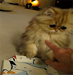 bewbies:  chickensandwich:  what do u mean this gift is not for