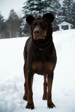 cute-overload:  My dogs ears are prone to frostbite, so he needs