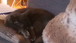 The cat looks comfortable on her Alpaca cushion…