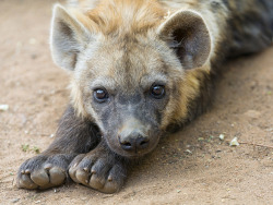 thepredatorblog:  deboracpq:  Cute lying hyena pup! by Tambako