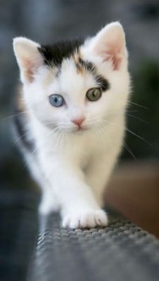live-with-cats:amazing eyes