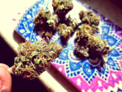 stoned–princess:  got an eighth of some pretty purps last