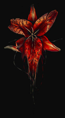 pixography:   Leslie Ann O’Dell ~ “Venom” 