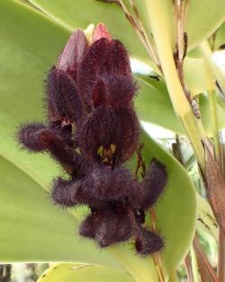 orchid-a-day:  Stelis tarantula Syn.: Pleurothallis tarantula;