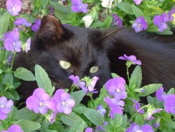 fuathling:  jmacdone, “Cat Hiding in Flowers” 