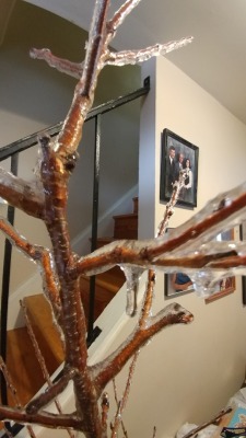 Plantblr community look what the recent snowstorm did to my cherry