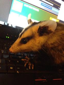 opossummypossum:  Brokkoli is doing her best to help me reply
