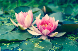 blooms-and-shrooms:  Water Lillies by o-kaykay 