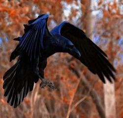 Dark embrace (Raven)