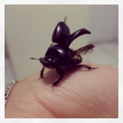 Un pequeño escarabajo llego a mi hogar :3 #bicho #insecto #escajabajo