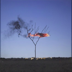 lafilleblanc: Pedro Motta Spontaneous Combustion , 2015 Mineral