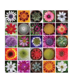 geometrymatters:  The Hidden Geometry of Flowers - Living Rhythms,