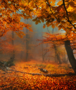 optically-aroused:   In the autumn wilderness by Victor Swan