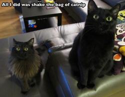 catsbeaversandducks:Catnip is a hell of a drug.Via Pleated-Jeans.com