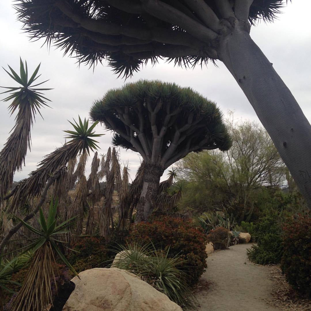 <p>Alien landscape  (at Balboa Park)</p>