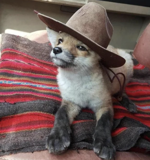 important-animal-images:  Fox with hat 