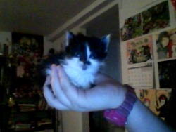 egberts:  this is my new kitty shes really tiny and my momma