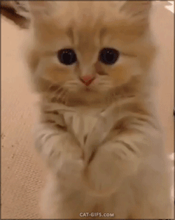 sleepinsidemysoul:  there is still preciousness in this world… 