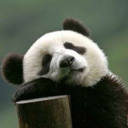 This is me, saving up energy for this coming Friday #panda #cute