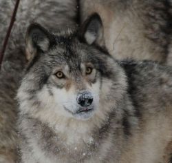 wolfsheart-blog:Timber Wolf Photo by Shelley Jacques it’s the