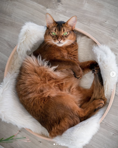 animals-addiction:  Errol the Somali Cat 🦊