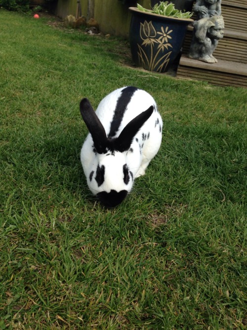veganhobbit:  Victor the bunny enjoying the sunshine 