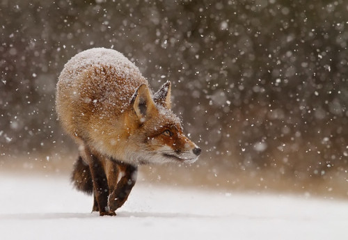 vurtual:Fox in the Snow (by Roeselien Raimond)