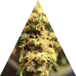 Into A Stoner's Mind!