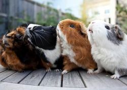 flickerrose:  FlickerRose Guinea Pigs  Brogan Low Photography