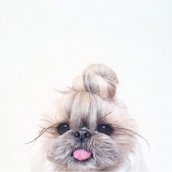 potato-asian:  Wtf this dog has better hair than me. 