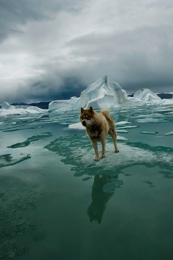 ponderation:   Zepher by Sebastian Copeland  A dog is the first