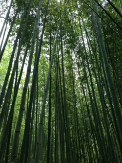 nybg:  jeffdtaylor:  Bamboo Grove at Tenryu-ji  Your moment of