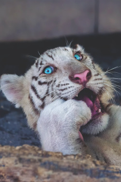 imposingtrends:  Bengal Tiger | ImposingTrends | Facebook | Instagram