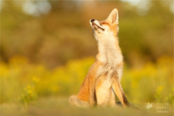 the-legal-drug-dealer:  sixpenceee:  Foxes Captured in Zen-Like