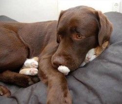 cuteanimalspics:  Cat pillow