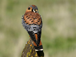 theraptorcage:  American Kestrel, Falco sparverius Nankeen (Australian)