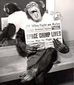 The world’s most interesting chimp.
