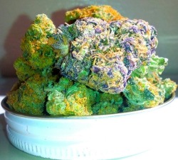 tedsmarijuana:    Golden goat and mystery purple heart nug. 