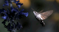 Hummingbird Hawk-Moth ~ Richard Hammond ~ Invisible Worlds (BBC)
