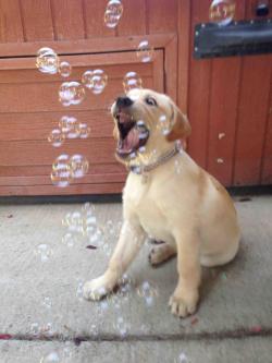 awwww-cute:  Introduced Charlie to bubbles 