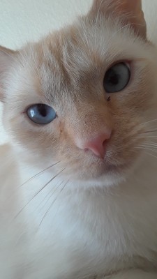 smol-warden:My cat is prettier than yours