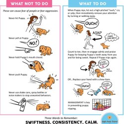drjustinelee:  Awesome info on what to do if your #puppy is chewing